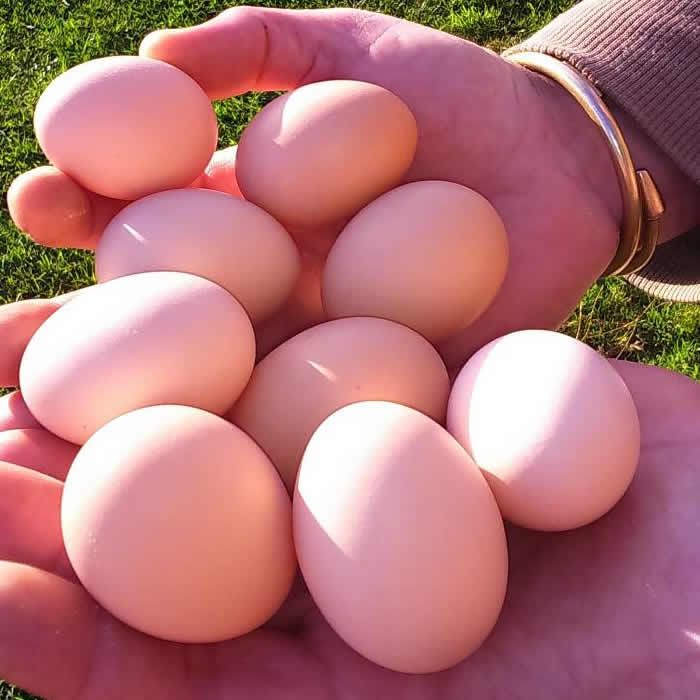 free_range_eggs.jpg